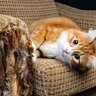 愛猫に『傷をつけられやすい家具』5選　爪とぎの餌食に…防ぐ方法はない？