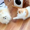 犬が『猫にブチ切れられた』結果…思った以上に『落ち込んでしまう姿』が可愛すぎると8万再生「兄弟喧嘩かな？」「そんな日もあるよ」激励の声も