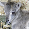 横浜・金沢動物園