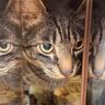 出社しなきゃなのに…外からポストを覗いてみると→猫の『可愛すぎる行動』が146万再生「勢い凄くて笑った」「マッハ4くらい出てる」