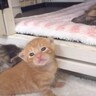 お散歩を終えた赤ちゃん猫たち→ママ猫が呼ぶと……可愛すぎる『順番待ちの様子』が8万3000再生「かわいさたまらん期」「癒された」