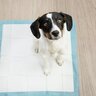 犬のトイレのしつけでスプレーを使う方法は効果なし？誘導するタイプと嫌悪刺激を与えるタイプがある