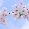 早咲き桜に続いてソメイヨシノも　静岡県内の名所74か所　開花の最新情報を公開