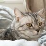 猫が『早く老いてしまう』ダメな飼い方4つと理由　その食事や接し方、本当に大丈夫？