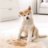 犬が『うれしょん』する心理3選　おしっこしてしまう理由や改善方法まで
