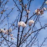 ソメイヨシノ咲く　厚木市棚沢の常昌院