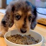 『大きくなっても3.5キロ』と言われた小さい犬…半年後→想定と違いすぎる『衝撃的な現在』が129万再生「むしろ親孝行」「重さも愛おしい」
