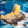 【絶景ドローン旅】セニガタアザラシと海鳥の楽園〜太平洋に浮かぶ無人島