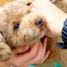 犬が注射を打ちに動物病院へ行ったら、嫌過ぎて…まさかの『必死の抵抗』が愛おしすぎると79万再生「反則級の可愛さ」「人間みたい」