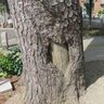 【市川市】市川市内で見つけた戦争の痕跡　松やに採取痕が残るクロマツに思う