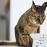 愛猫の『ご飯の好き嫌い』に困ったら…試したい対策法3選　治すことはできる？