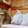 【島田・康泰寺】幸せ運ぶ“ネコ副住職”　心も体も癒やすお地蔵様にたくさん会える寺