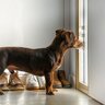 留守番を苦手に感じる犬の特徴5つ　不安にさせないためにはどうしたらいいの？独りの時間に慣れさせる方法まで
