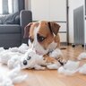 犬を飼う前に絶対知っておくべき『理想と現実』6つ　理想が高すぎるとギャップに苦しむことになる可能性も…