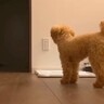 『電話越しに女性の声？』不思議な出来事が続いた結果、犬が…勇ましく尊い『飼い主を守るような光景』が39万再生「見えてる？」「頼もしい」