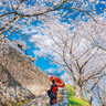 赤磐市「吉井城山公園」は穴場の桜お花見スポット！見頃・アクセス・イベント情報をご紹介【2025年版】