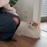 『猫にモテモテになれる』とバズっていた服を着てみた→結果は……？予想外の結末に反響続々「やっぱり大好きだよねｗ」「可愛すぎ」の声