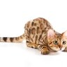 猫が一生懸命『お尻をフリフリしている』ときの4つの理由　かわいい仕草の裏にはハンターの顔が！