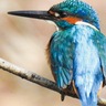 横浜自然観察の森　鳥の繁殖期「枝先に注目」