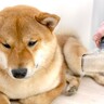 『抜け毛が多い犬種』5選　毛がたくさん抜ける理由や対処法までご紹介