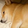 帰省してきたお姉ちゃんを驚かせた『犬の寝姿』→思った以上に『美しい姿勢』に3万7000いいね集まる「美脚で草」「ピーンってしてるｗ」