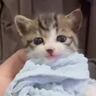 「可愛すぎて苦しい」タオルでおくるみされた赤ちゃん猫…悶絶必至の『あまりにも尊すぎる瞬間』が41万再生「赤にゃん」「涙が出てきた」