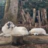 いつも近くにいるグレート・ピレニーズの姉妹犬