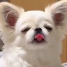 お父さんが『カップ焼きそば』を作っていたら、犬が…あまりにも可愛い『まさかの行動』に2万いいね集まる「空気食べてるの最高ｗ」「エアペロ」