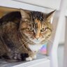 愛猫が『許せにゃい』と恨んでいる、飼い主のダメな習慣4選　見逃せない怒りサインも