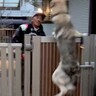 お父さんを心待ちにする2匹の大型犬→帰宅した瞬間…思った以上だった『激しすぎるお出迎え』が16万再生「激突してて草」「最高過ぎる」と爆笑
