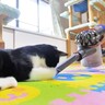永遠の天敵『掃除機』を近づけたら、猫が…まさかの『予想外すぎる反応』に爆笑！「途中から脂肪吸引ｗ」「これぞ