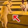 道の反対側で『お母さん』を見つけた犬→嬉しさのあまり…想像以上の『マザコンっぷり』が愛おしいと14万再生「理想の親子」「可愛すぎ」