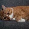 猫の心を激しく傷つける『人の言葉』5選　言っていけない理由も解説