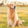 人気の『大型犬』ランキングトップ4　主な特徴や共通点、必要な飼育環境まで解説