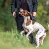 犬が体当たりしてくるときの心理4つ　どんな理由が隠されているの？対処法まで解説