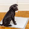 犬の『トイレがはみ出てしまう』理由5選　排泄を失敗してしまう主な原因や対策まで