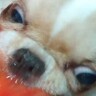 『今年で一番笑ったｗｗ』犬にトマトを食べさせた結果→興奮しすぎて…まさかの『ゾンビ化』する光景に1万いいね「ハリウッドに通用する」の声