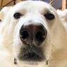 犬を下アングルで撮影した結果…『シロクマにしか見えない姿』に2万4000いいね集まる「よく見てもシロクマで草」「おじさんの自撮り？」と爆笑