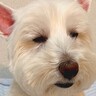 10連休の間、毎日家族の相手をしていた犬→最終日になったら…お疲れすぎる『まさかの行動』が163万表示「悟り開いてて草」と爆笑の声