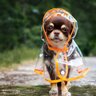 犬が『雨の中のお散歩』に行きたくない理由3つ　無理にでも連れて行くべき？雨天時の注意点まで