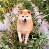 ビニールハウスに突然現れた柴犬…とっさに見せた『まさかの行動』が面白すぎると9万再生「ほんとに初犯？ｗ」「逃げるの可愛すぎ」と爆笑