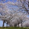 約2kmの圧巻桜並木！お散歩やピクニックを楽しもう♪