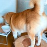 『子どもとクッションが邪魔で水が飲めない…』犬が考え抜いた末に見せた『斬新な飲み方』が話題に「がんばっていて可愛い」「考えましたね」