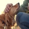 『人懐っこい犬』がよくする行動5選　甘えてきたときの正しいコミュニケーション方法とは？