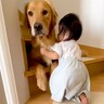 赤ちゃんが階段にいるのを発見した大型犬…まさかの『守ろうとする姿』が頼もしすぎると156万再生「最高の兄ちゃん」「なんて優しいの」と感動