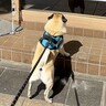 モスバーガーの前を通った犬→なぜか動かなくなり…まさかの『可愛すぎる理由』が103万表示「気持ちは分かるｗ」「新メニュー気になるね」