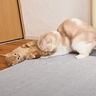 子猫のトイレ直後の『お尻』を嗅いでしまった結果→先輩猫が…100点満点の『リアクション』に「笑いがとまらん」「ウケるｗ」と12万再生