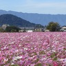 橿原市の秋の風物詩！藤原宮跡の一面に広がる300万本のコスモス【奈良の秋の花2024】