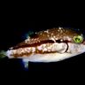 猛毒＆人懐っこい魚＜キタマクラ＞　犬のように後ろをついてくる理由を考えてみた