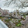 来年試してみて！筆者がこっそり行っている一目千本桜をもっと楽しむ方法3選【柴田町・大河原町】